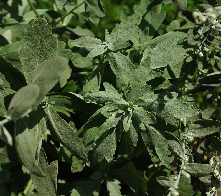 Image of Artemisia stolonifera specimen.