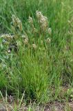 Anthoxanthum odoratum. Цветущее растение. Московская обл., Раменский р-н, окр. дер. Хрипань, просека под ЛЭП. 29.05.2009.