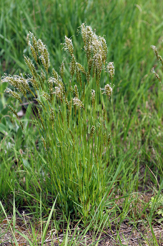 Изображение особи Anthoxanthum odoratum.