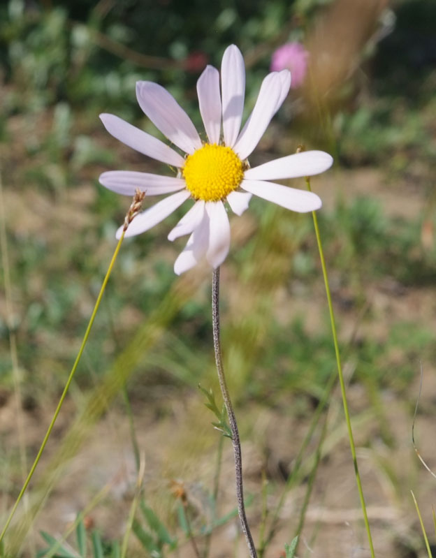 Image of Chrysanthemum mongolicum specimen.