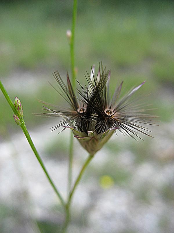 Image of Crupina vulgaris specimen.