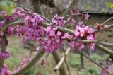 genus Cercis. Ветвь с цветками. Южный Китай, окр. г. Феньхуан (Fenghuang, 凤凰县), рядом с Южной Китайской стеной в деревне. Апрель 2015 г.