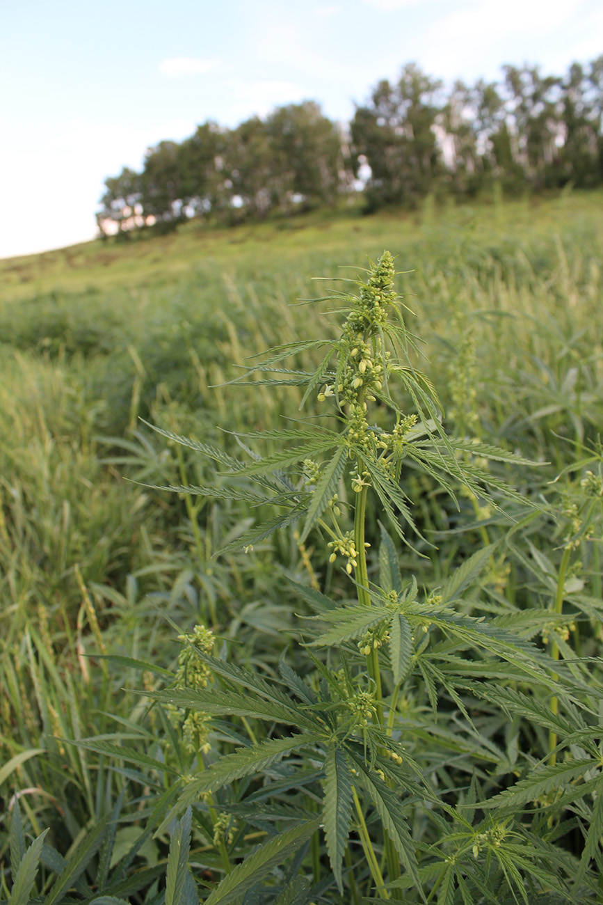 Image of Cannabis sativa var. spontanea specimen.