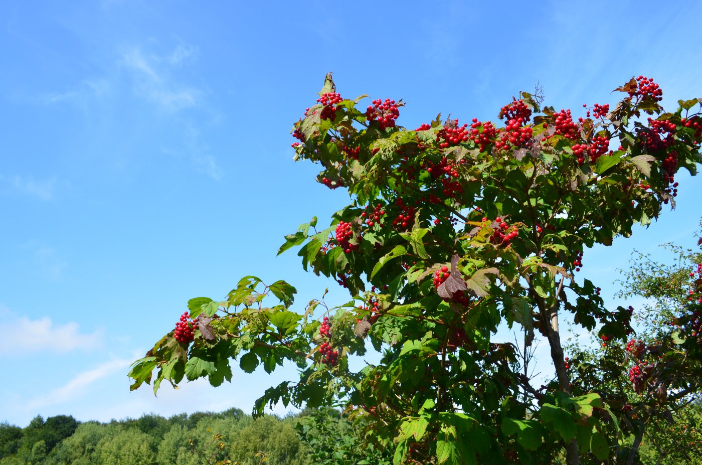 Image of Viburnum opulus specimen.