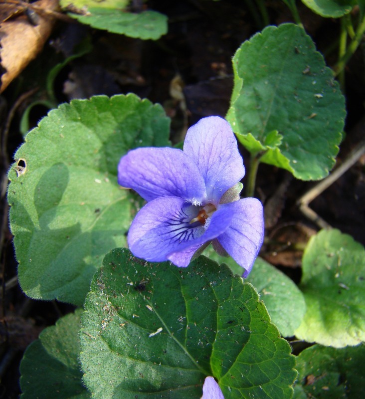 Image of genus Viola specimen.
