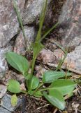 Parnassia laxmannii