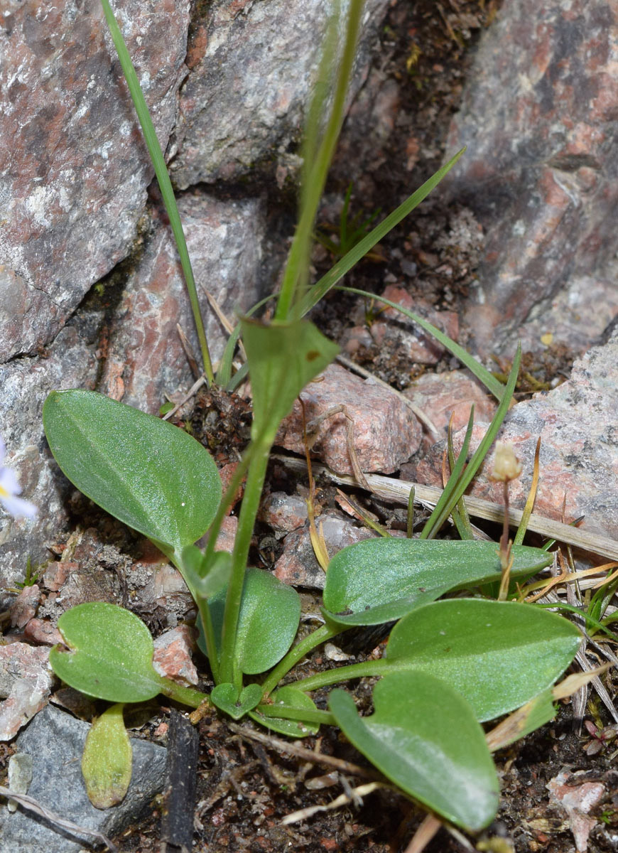 Image of Parnassia laxmannii specimen.