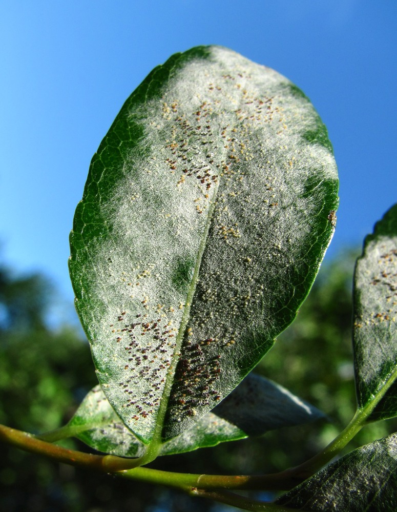 Image of Salix phylicifolia specimen.