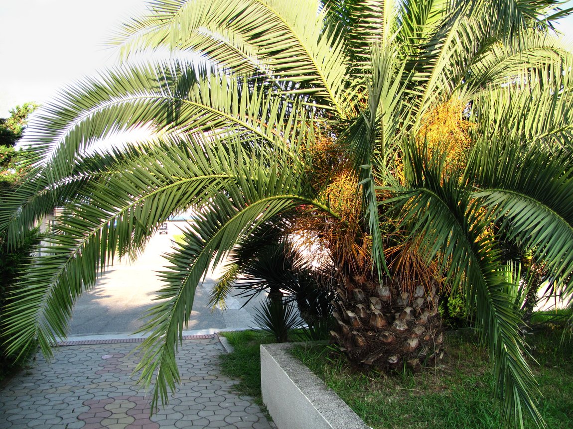 Image of Phoenix canariensis specimen.