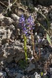 Polygala amarella