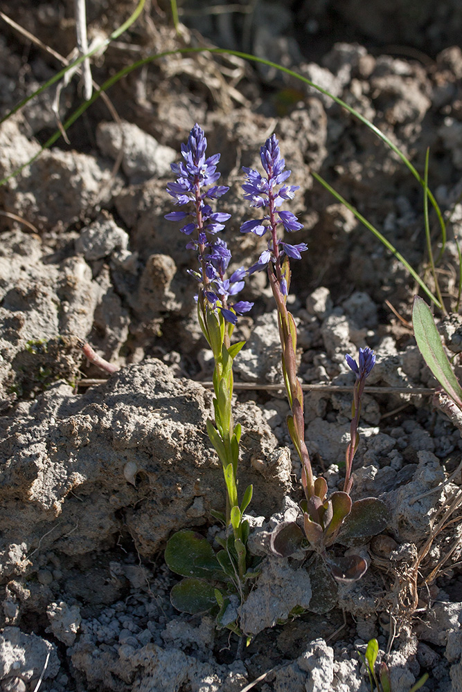 Изображение особи Polygala amarella.