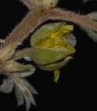 Image of taxon representative. Author is Татьяна Мальчинская