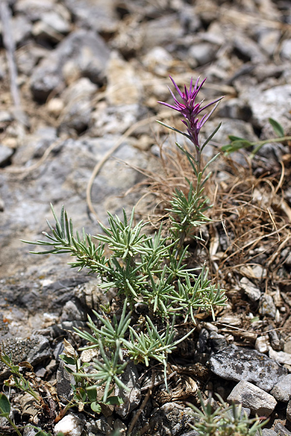 Image of Rhaphidophyton regelii specimen.