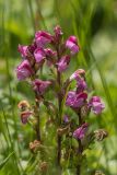 Pedicularis nordmanniana. Верхушка побегов с соцветиями. Адыгея, Майкопский р-н, плато Лаго-Наки, хр. Каменное море. 19.07.2015.