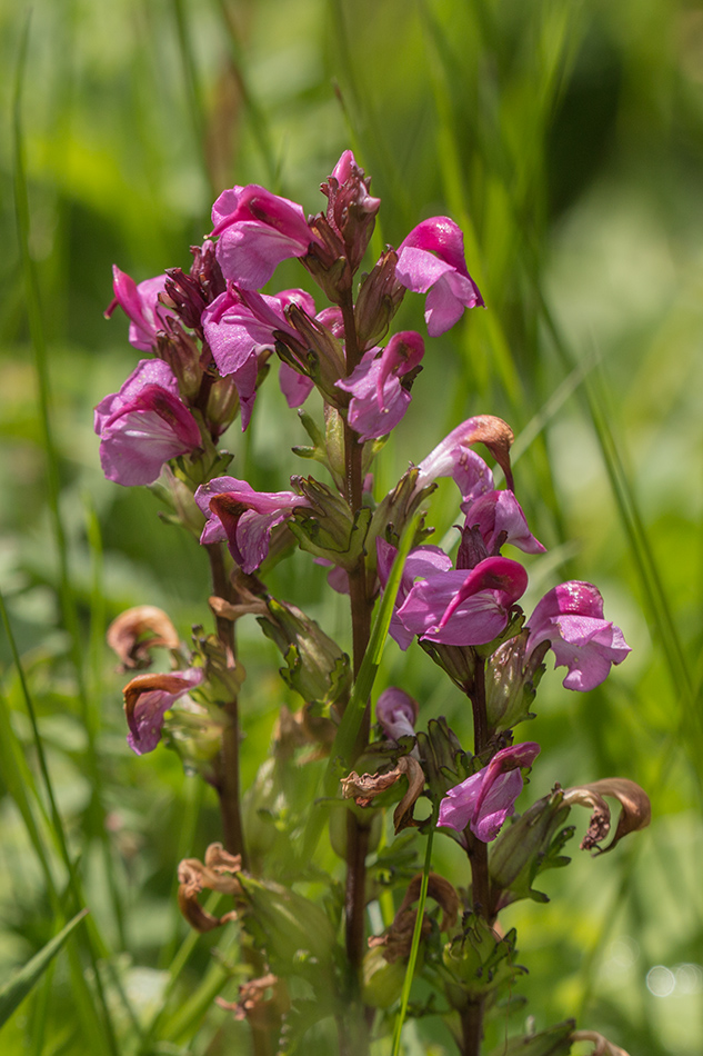 Изображение особи Pedicularis nordmanniana.