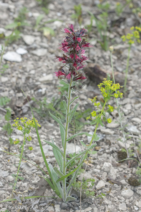 Изображение особи Echium popovii.