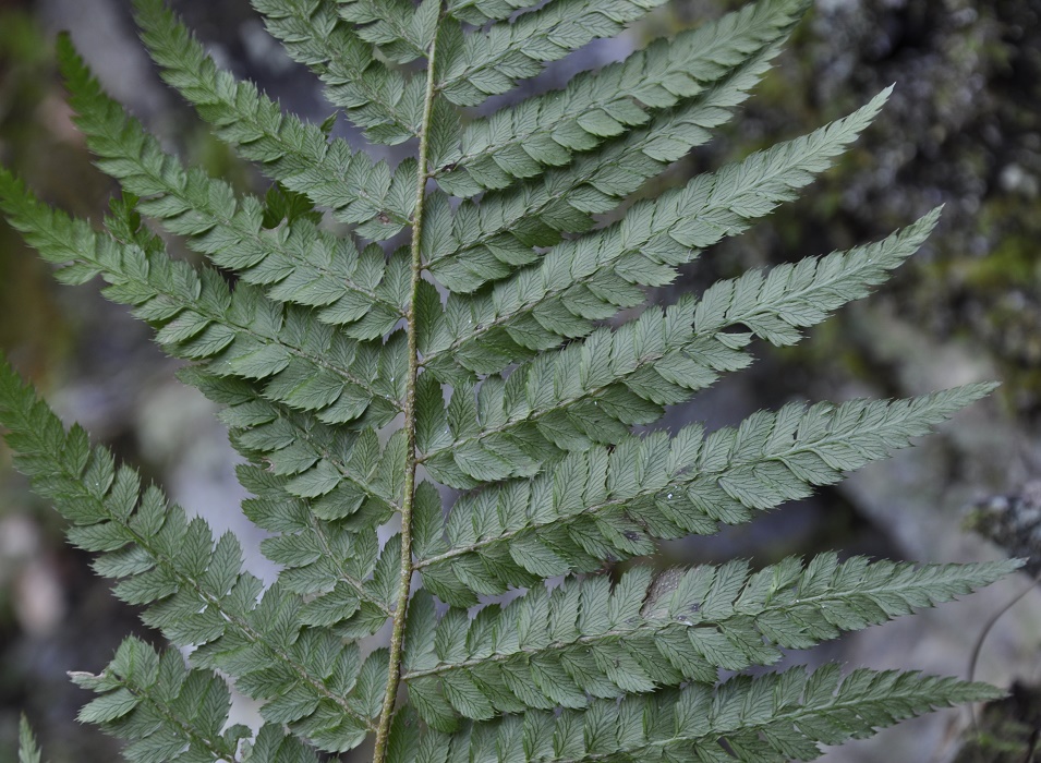 Image of Polystichum aculeatum specimen.