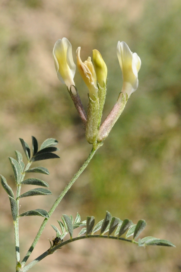 Изображение особи Astragalus macrotropis.