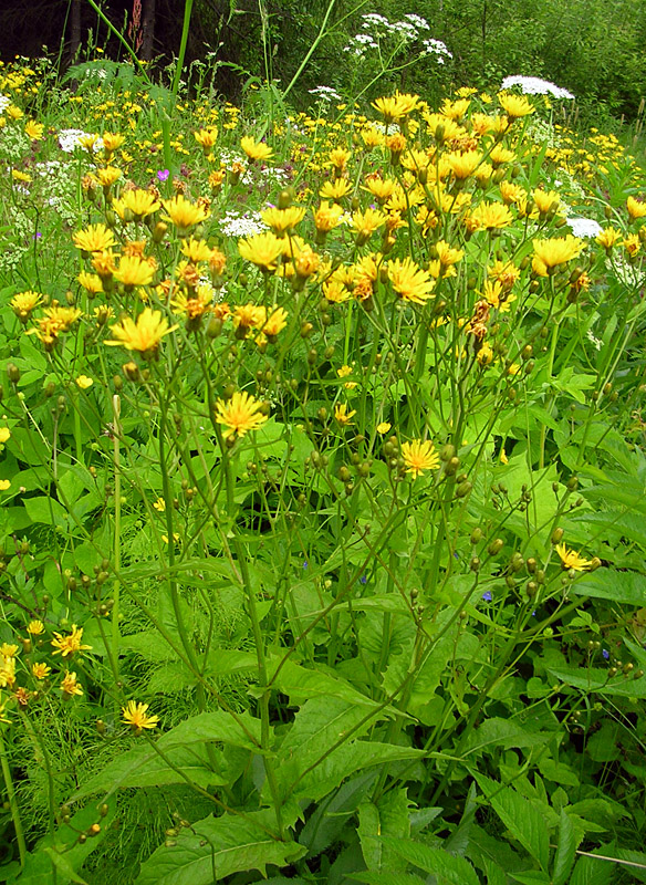 Изображение особи Crepis paludosa.