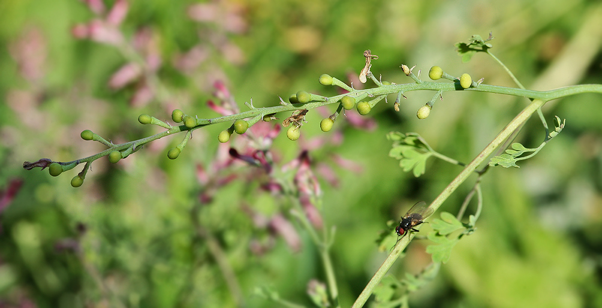 Изображение особи Fumaria officinalis.