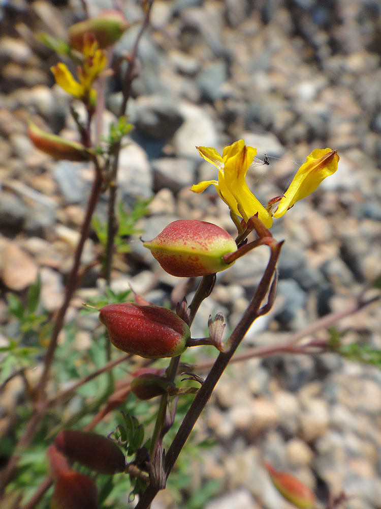 Изображение особи Corydalis impatiens.