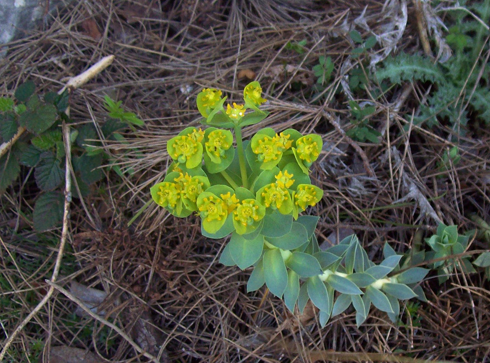 Изображение особи Euphorbia rigida.