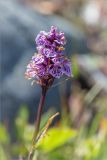 Dactylorhiza psychrophila