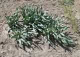 Ungernia spiralis