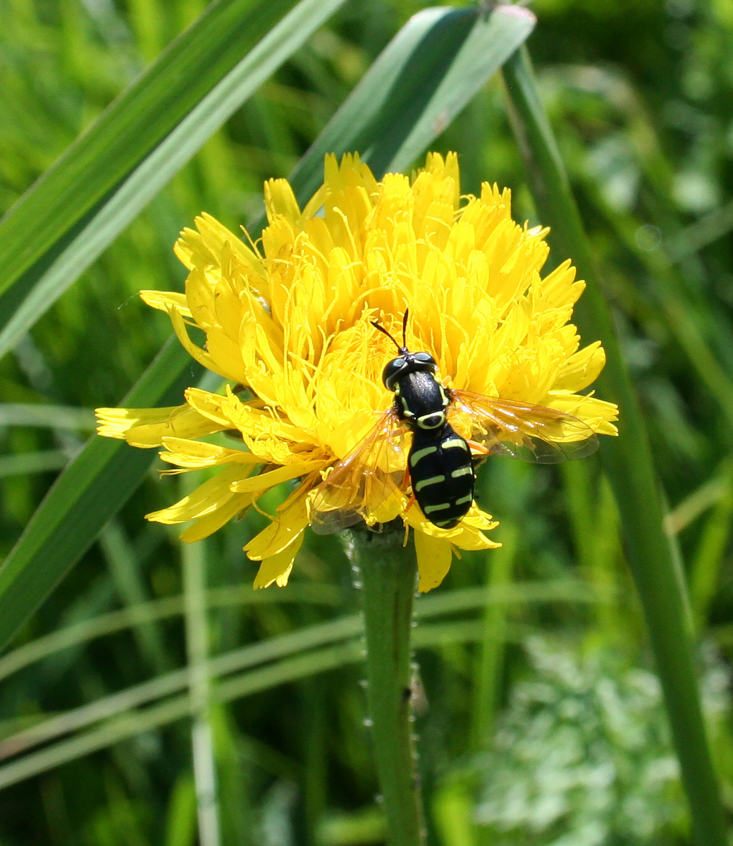 Изображение особи Trommsdorffia maculata.