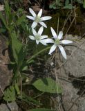 Ornithogalum umbellatum. Цветущее растение. Чёрная гора близ Виноградова, Закарпатье, 14.04.2008.