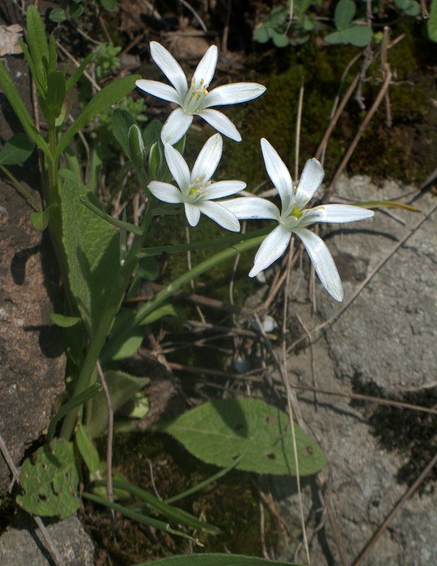 Изображение особи Ornithogalum umbellatum.