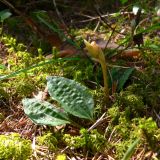 Calypso bulbosa. Развивающийся цветоносный побег и прикорневые листья. Свердловская обл., окр. г. Североуральск, таёжный лес. 19.05.2007.