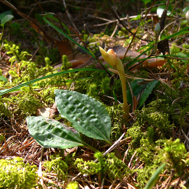 Image of Calypso bulbosa specimen.