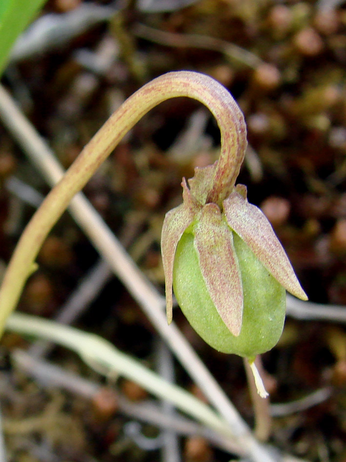 Изображение особи Viola gmeliniana.