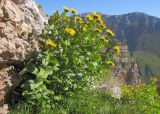 Inula grandiflora