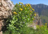 Inula grandiflora