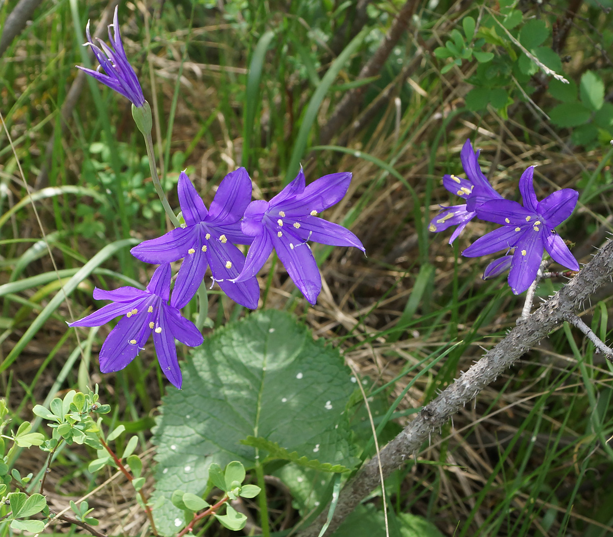 Изображение особи Ixiolirion tataricum.