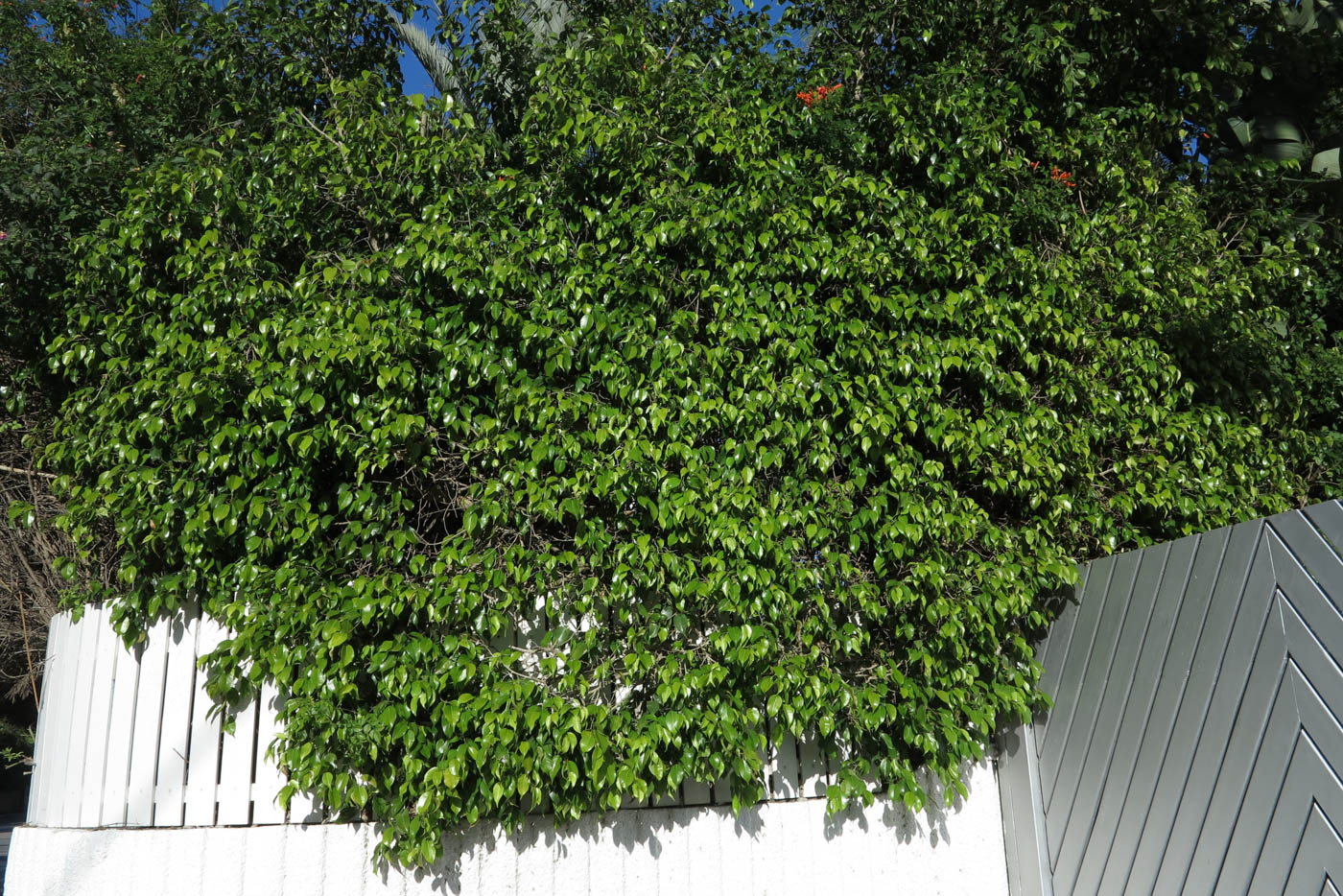 Image of Ficus benjamina specimen.