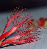 Calothamnus villosus