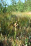 Carex canescens