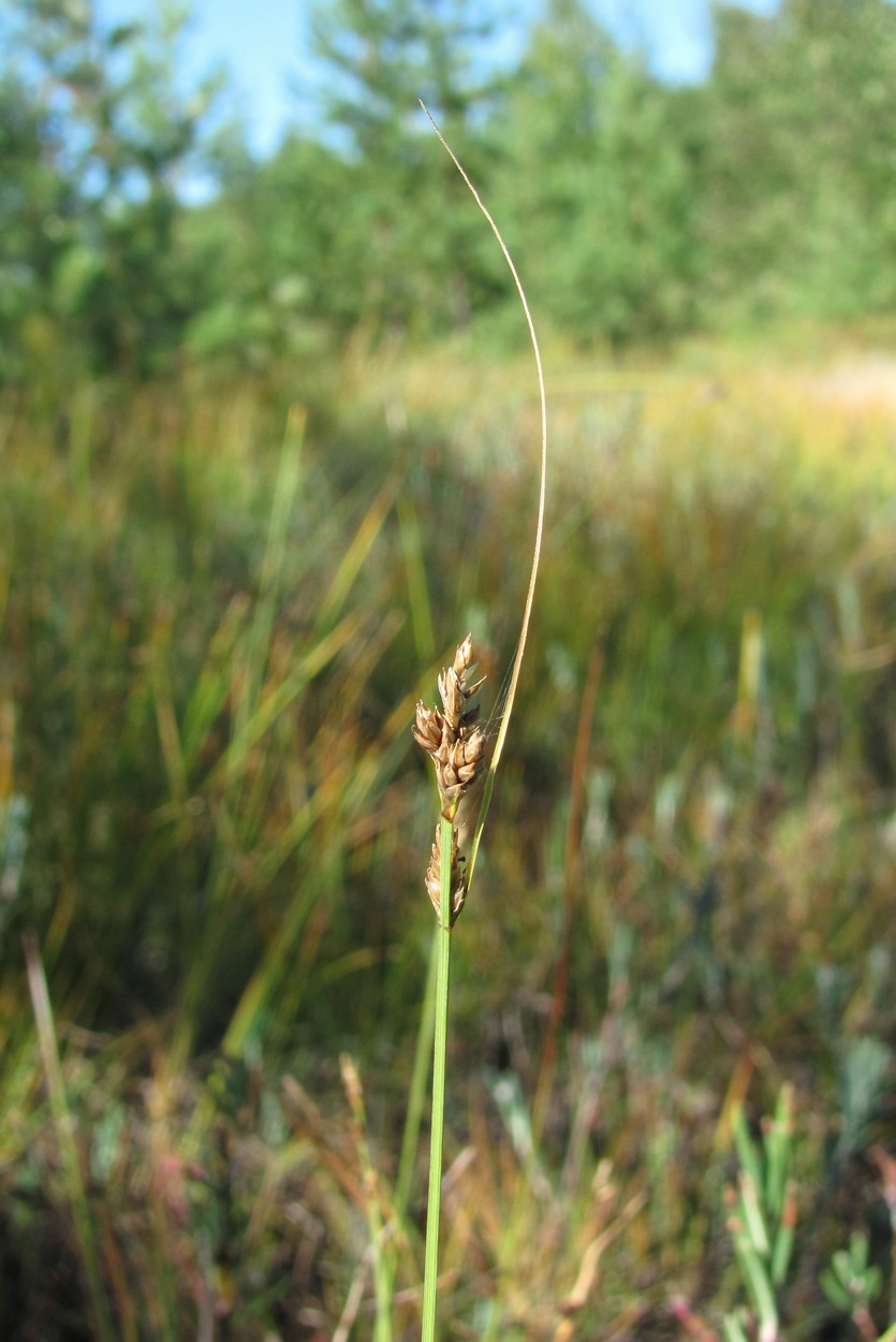 Изображение особи Carex canescens.