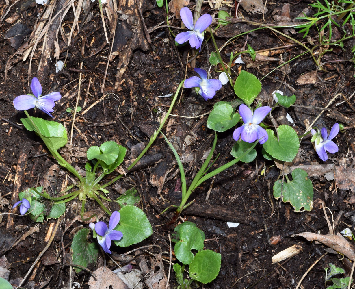 Image of Viola suavis specimen.