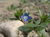 Veronica campylopoda