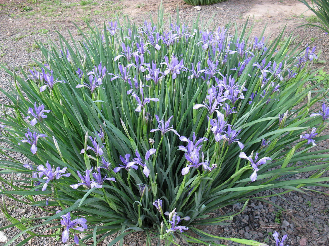 Image of Iris lactea specimen.