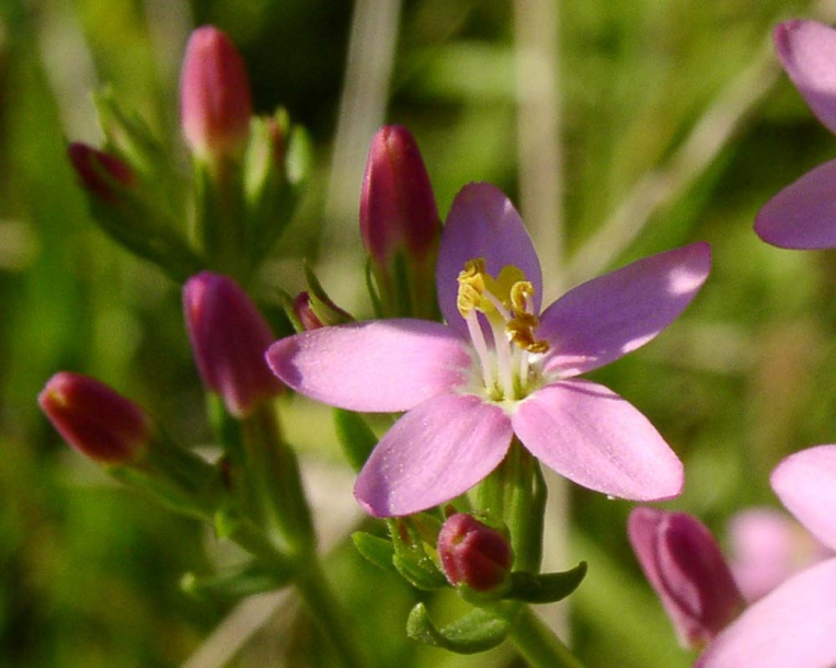 Изображение особи Centaurium erythraea.