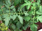Lycopersicon esculentum. Листья и кисть с незрелыми плодами. Свердловская обл., окр. г. Североуральск, дачный участок. 11.07.2015.