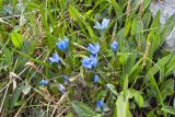 Gentiana uniflora