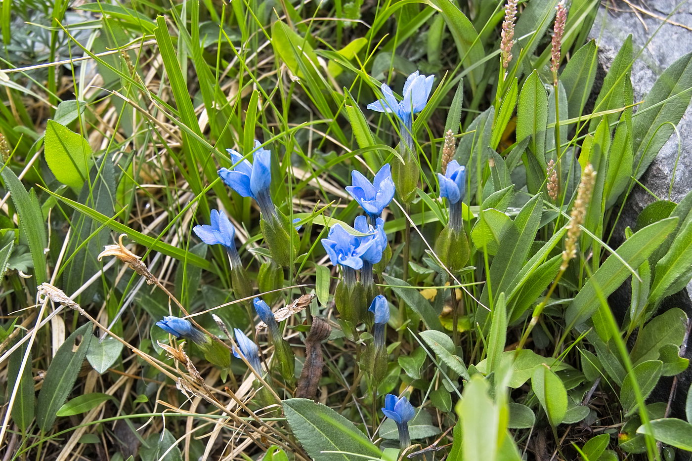 Image of Gentiana uniflora specimen.