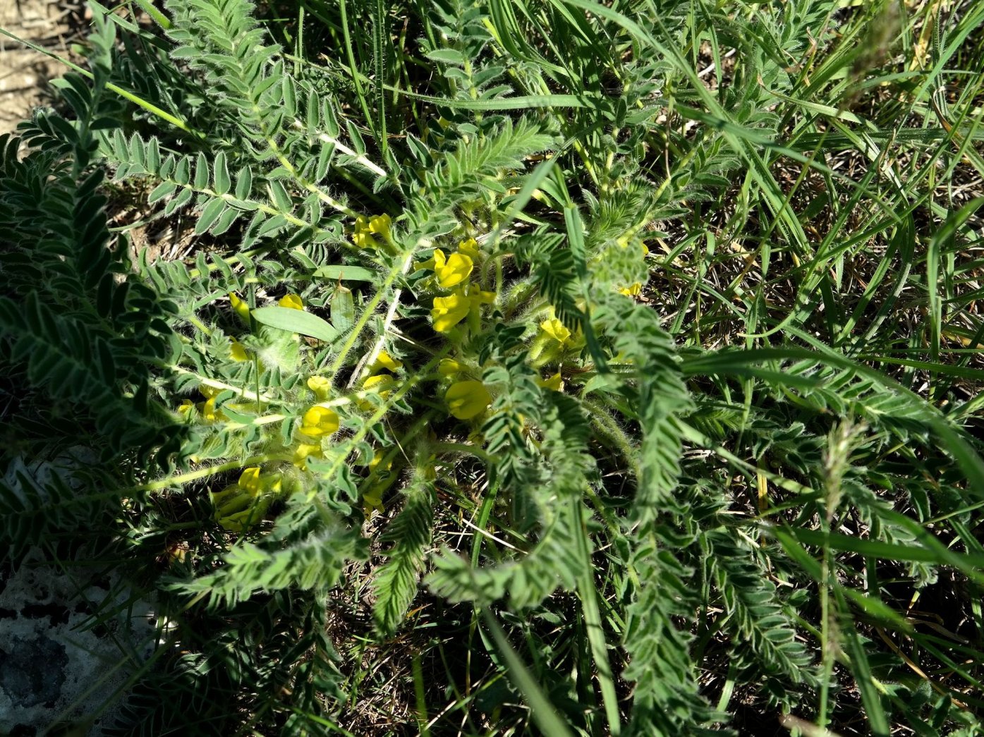 Image of Astragalus henningii specimen.