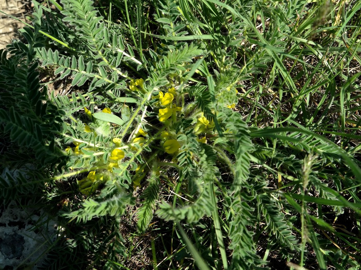 Изображение особи Astragalus henningii.